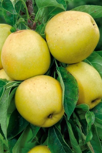 Яблуня колоновидна ‘Медок’|Malus columnar ‘medoc’|Яблоня колоновидная ‘Медок’